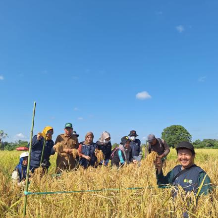 Panen Raya Desa Surian BPP Mataraman bersama Pambakal Desa Surian